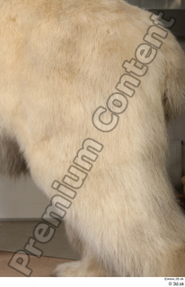 Polar bear leg 0035.jpg